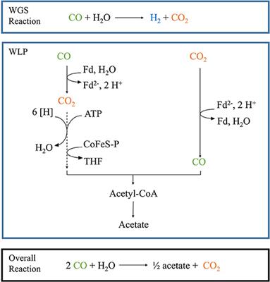 Acetogenic Fermentation From Oxygen Containing Waste Gas